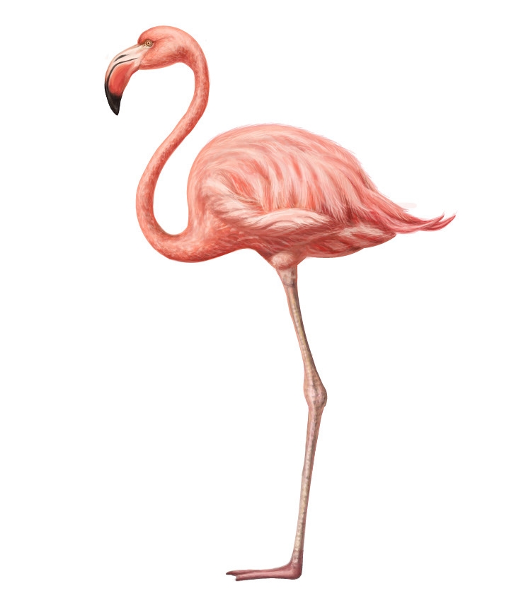 自然界野生動(dòng)物來(lái)體現(xiàn)化妝品的純天然—護(hù)膚品包裝設(shè)計(jì)